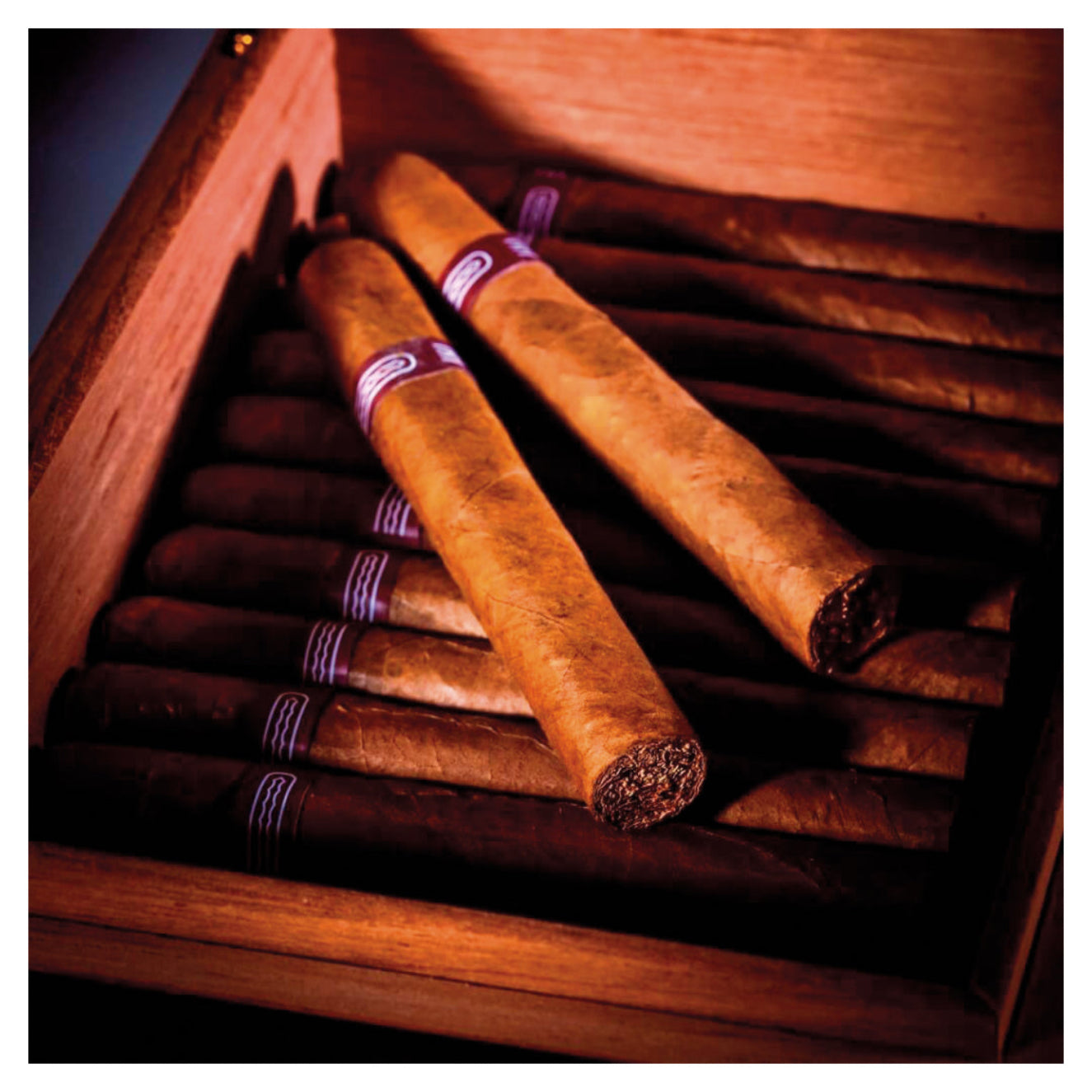 Cigars with purple bands in a wooden humidor