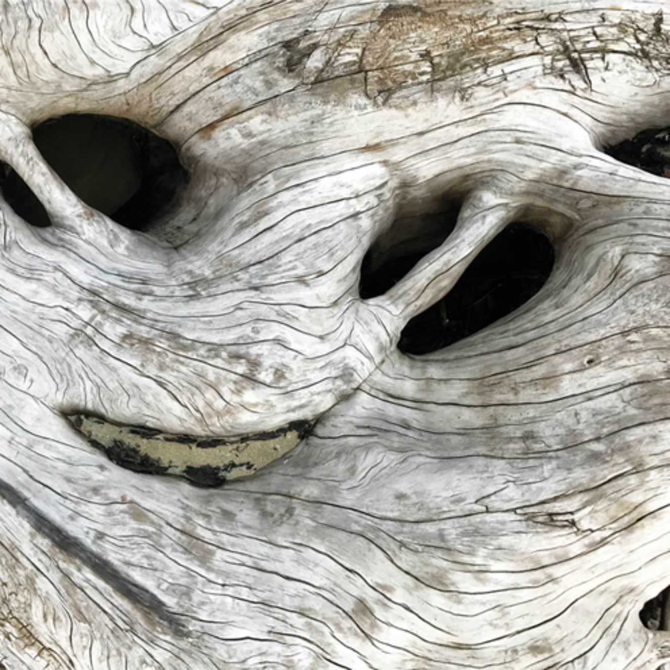 Close-up of a textured wooden surface with natural patterns