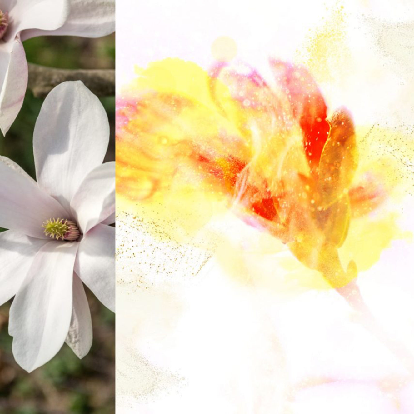 Two images side by side; one of a white flower and the other of a colorful abstract art piece.