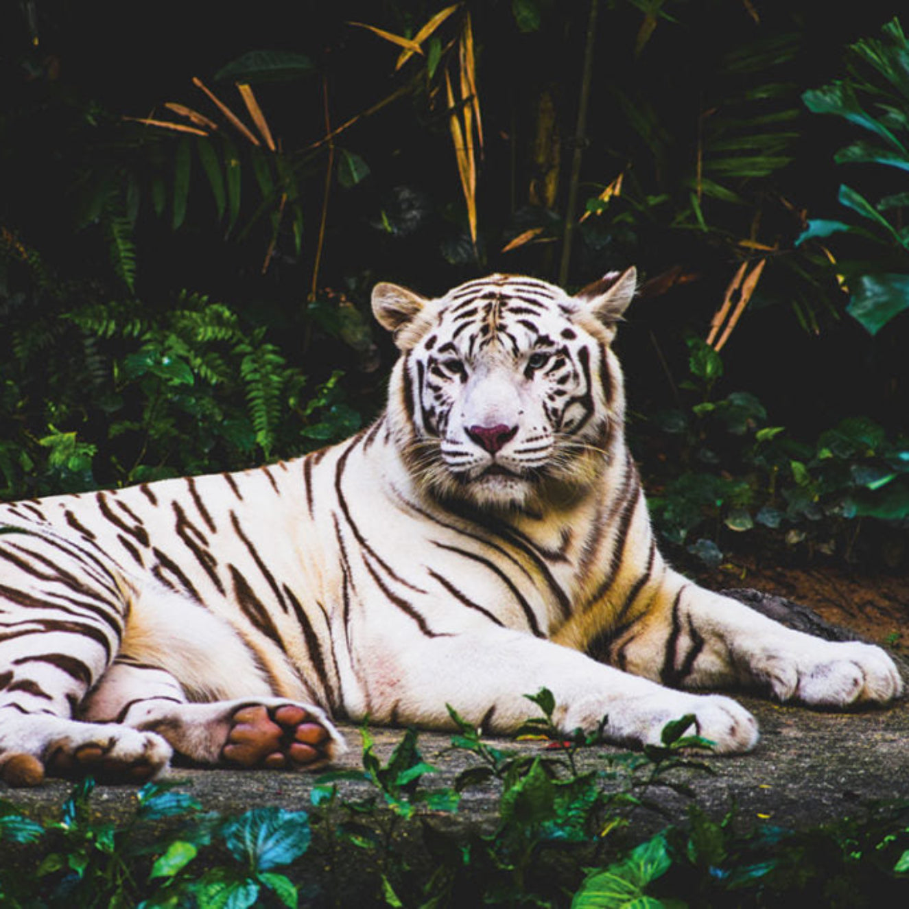 White tiger lying on a rock surrounded by green foliage
