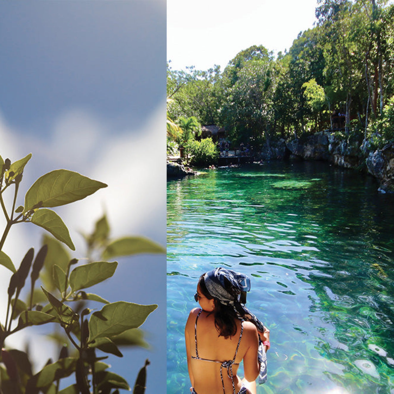 Split image with a close-up of green leaves on the left and a person taking a photo by a clear blue lake surrounded by trees on the right.