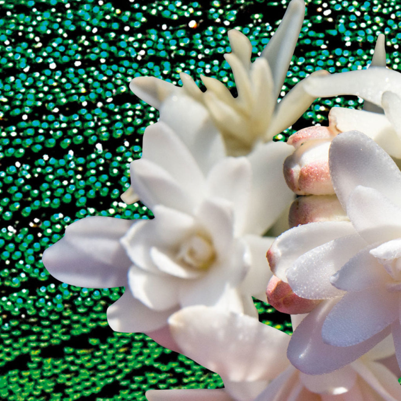 Decorative shell with a textured green and black background