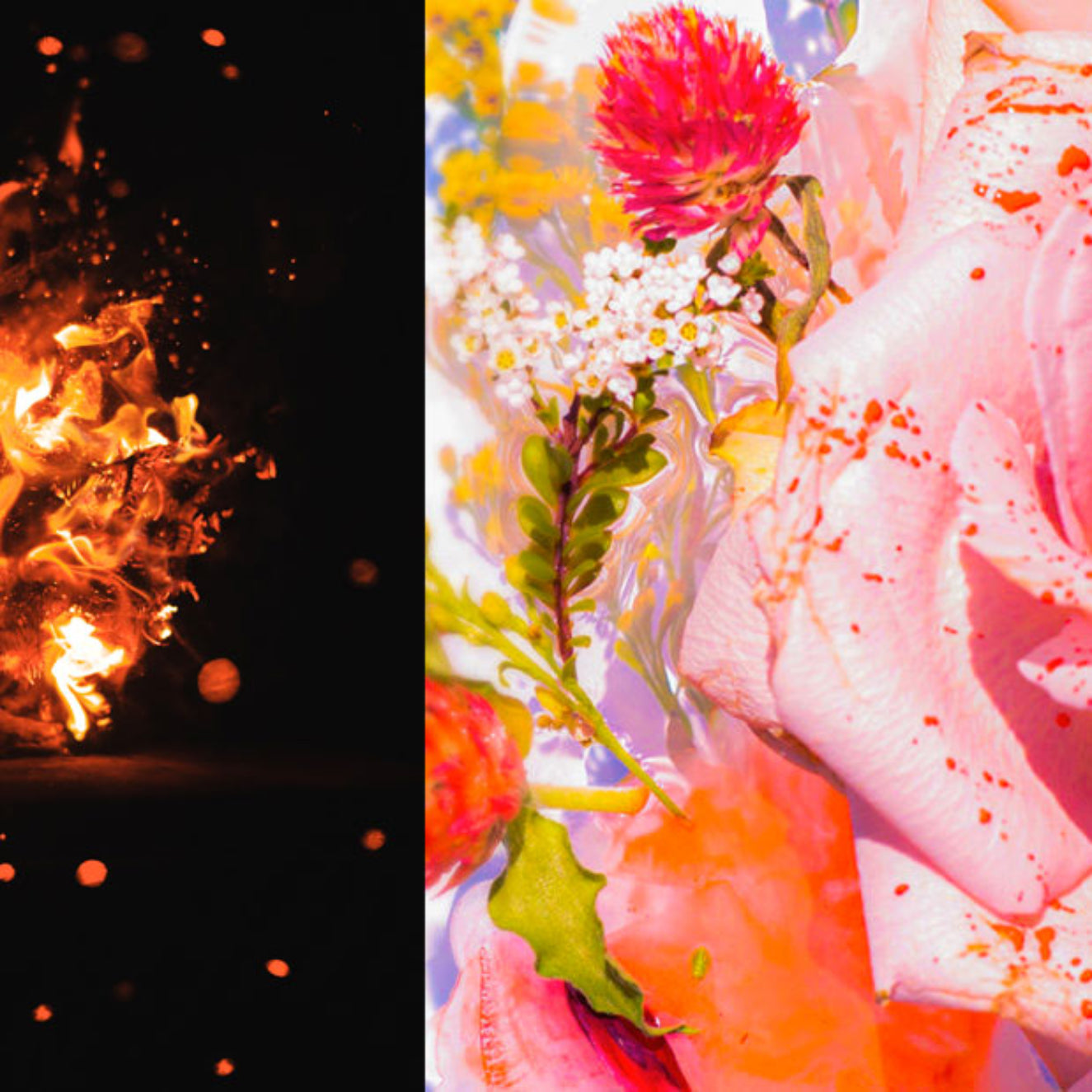 Two contrasting images: left, fiery explosion on black background; right, pink rose with colorful splashes.